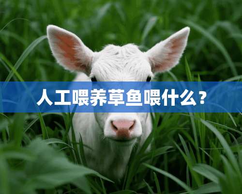 人工喂养草鱼喂什么？