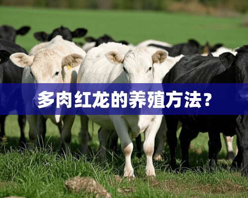 多肉红龙的养殖方法？