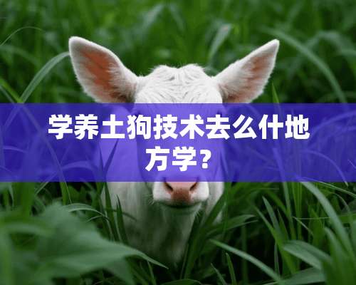 学养土狗技术去么什地方学？