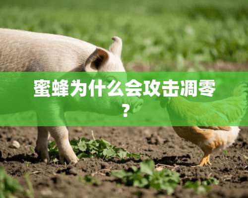 蜜蜂为什么会攻击凋零？