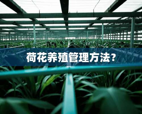 荷花养殖管理方法？