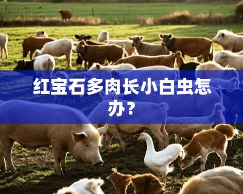 红宝石多肉长小白虫怎办？