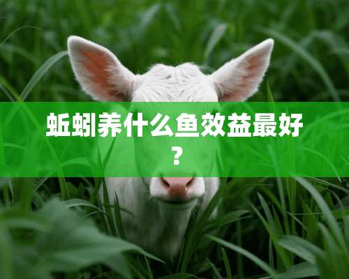 蚯蚓养什么鱼效益最好？