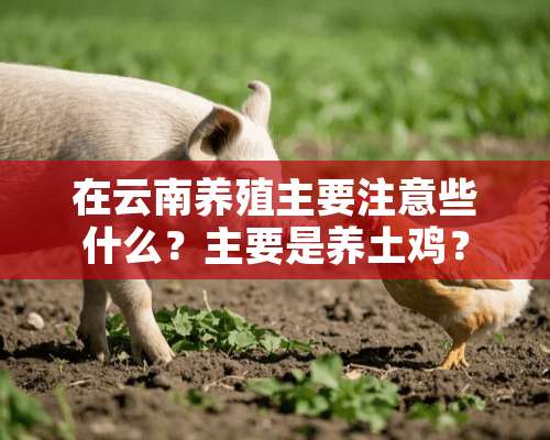 在云南养殖主要注意些什么？主要是养土鸡？