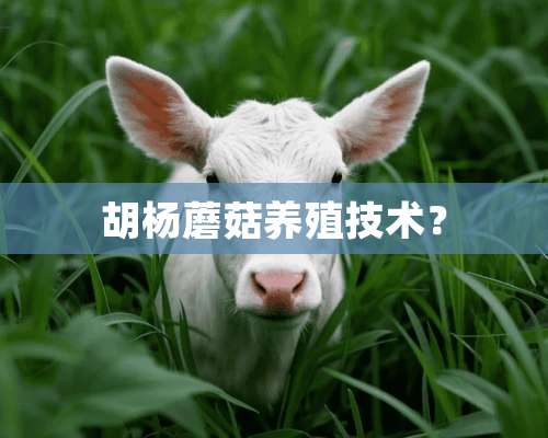 胡杨蘑菇养殖技术？