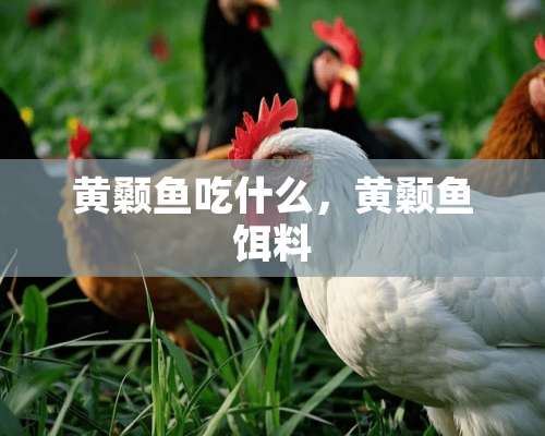 黄颡鱼吃什么，黄颡鱼饵料