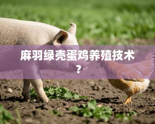 麻羽绿壳蛋鸡养殖技术？