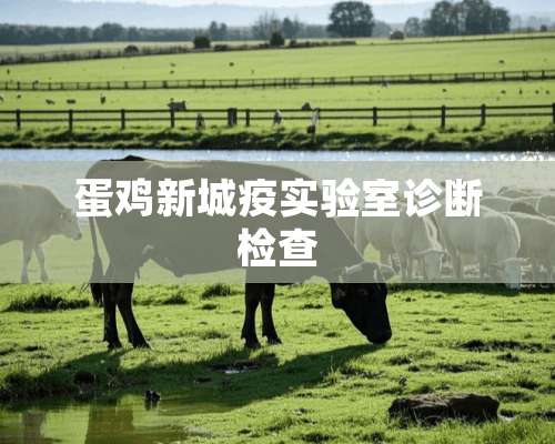 蛋鸡新城疫实验室诊断检查