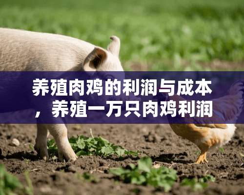 养殖肉鸡的利润与成本，养殖一万只肉鸡利润有多大？