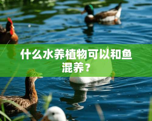 什么水养植物可以和鱼混养？