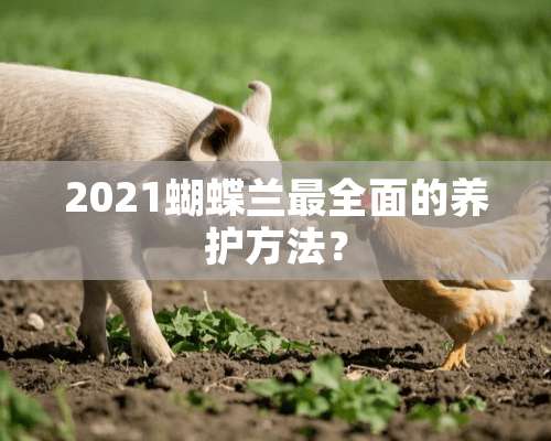 2021蝴蝶兰最全面的养护方法？