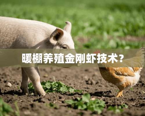 暖棚养殖金刚虾技术？