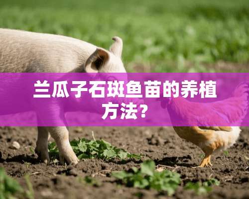 兰瓜子石斑鱼苗的养植方法？