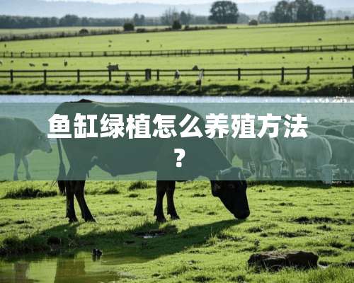 鱼缸绿植怎么养殖方法？