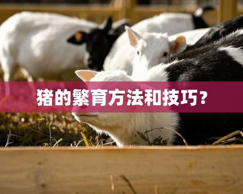 猪的繁育方法和技巧？