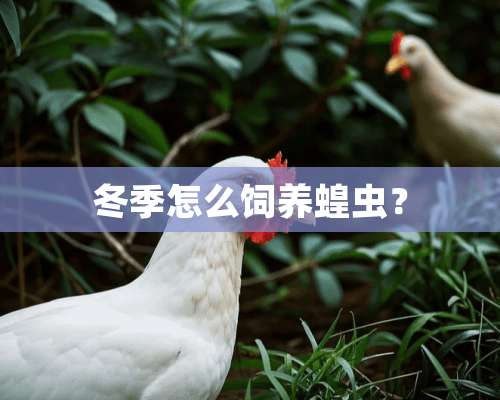 冬季怎么饲养蝗虫？