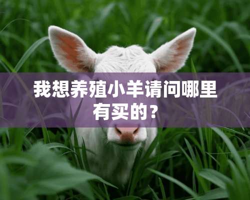 我想养殖小羊请问哪里有买的？