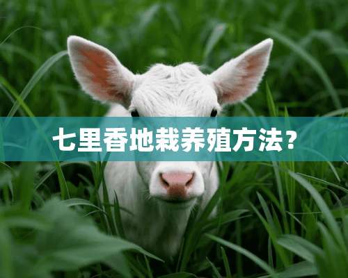 七里香地栽养殖方法？