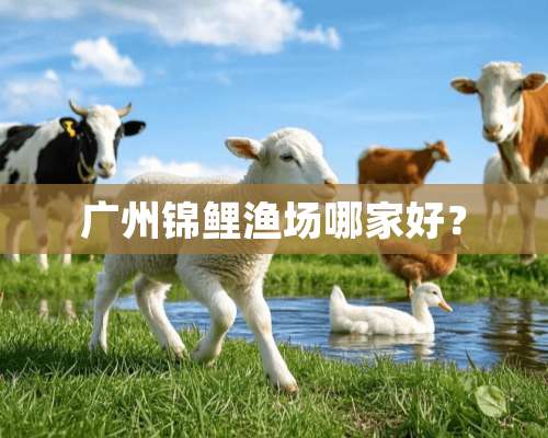 广州锦鲤渔场哪家好？