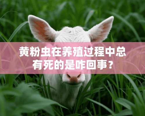 黄粉虫在养殖过程中总有死的是咋回事？