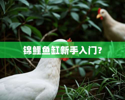 锦鲤鱼缸新手入门？