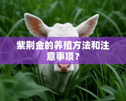 紫荆金的养殖方法和注意事项？