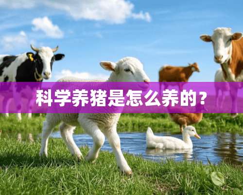 科学养猪是怎么养的？