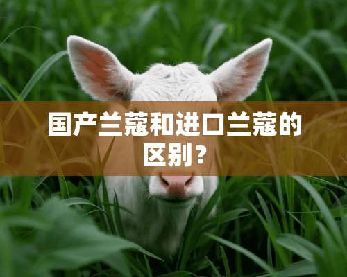 国产兰蔻和进口兰蔻的区别？