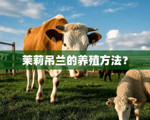 茉莉吊兰的养殖方法？