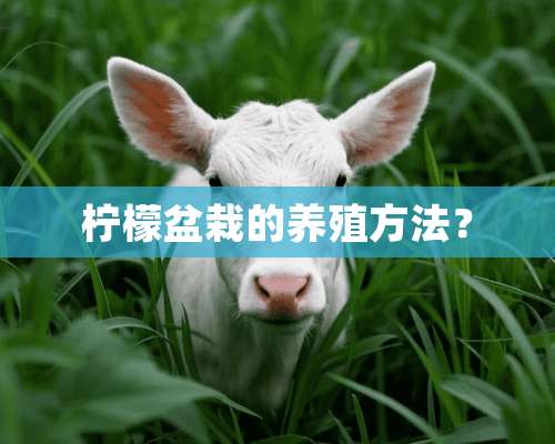 柠檬盆栽的养殖方法？