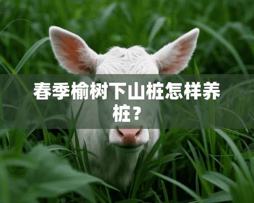 春季榆树下山桩怎样养桩？