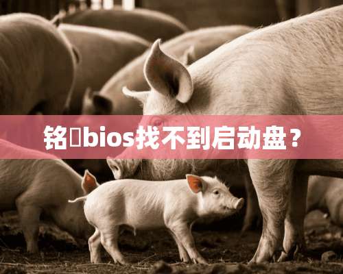 铭瑄bios找不到启动盘？