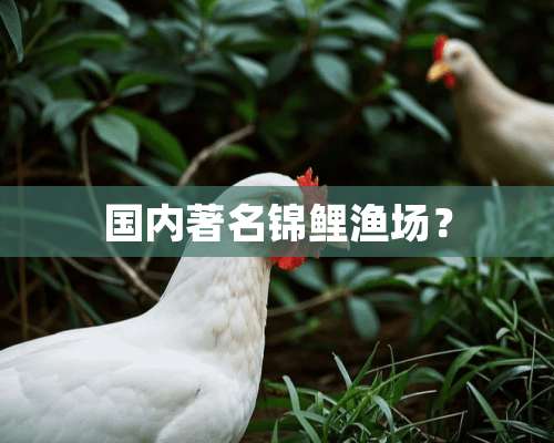 国内著名锦鲤渔场？