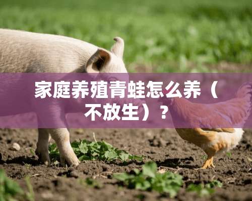 家庭养殖青蛙怎么养（不放生）？