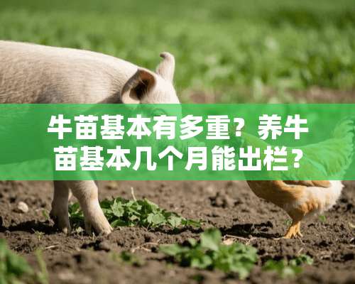 牛苗基本有多重？养牛苗基本几个月能出栏？