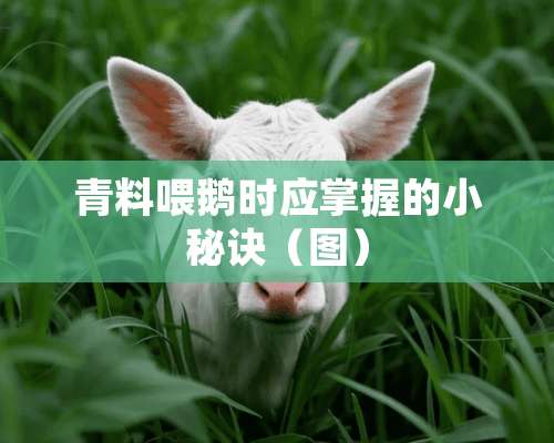 青料喂鹅时应掌握的小秘诀（图）