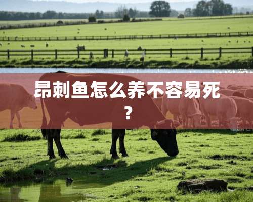 昂刺鱼怎么养不容易死？