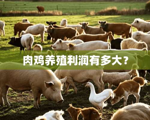 肉鸡养殖利润有多大？