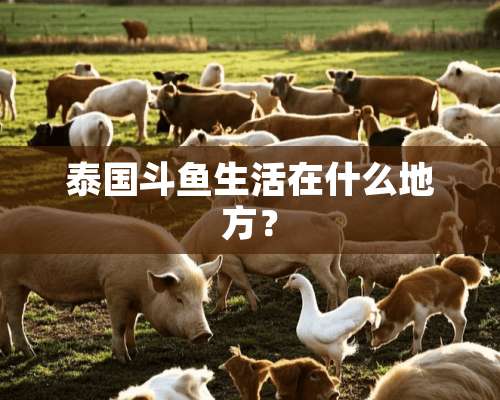 泰国斗鱼生活在什么地方？