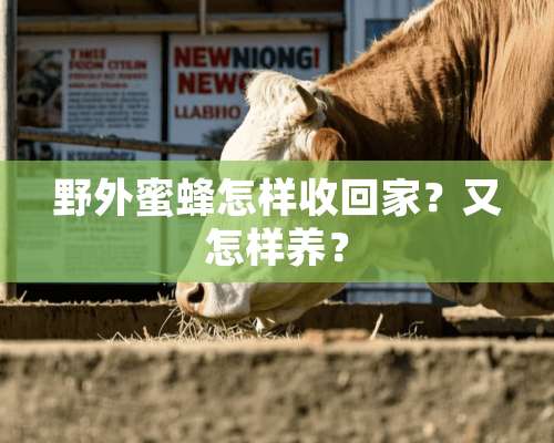 野外蜜蜂怎样收回家？又怎样养？