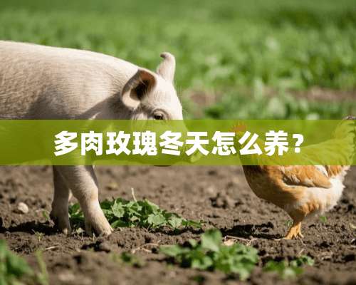 多肉玫瑰冬天怎么养？