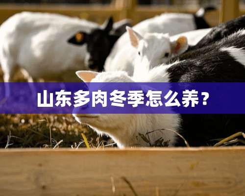 山东多肉冬季怎么养？