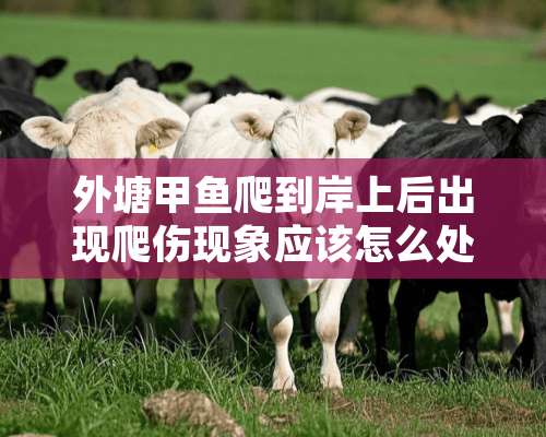 外塘甲鱼爬到岸上后出现爬伤现象应该怎么处理