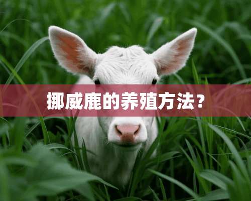 挪威鹿的养殖方法？