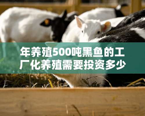 年养殖500吨黑鱼的工厂化养殖需要投资多少钱？