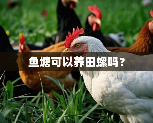 鱼塘可以养田螺吗？