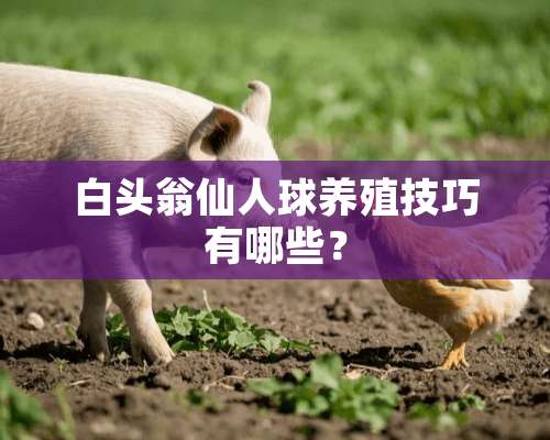 白头翁仙人球养殖技巧有哪些？