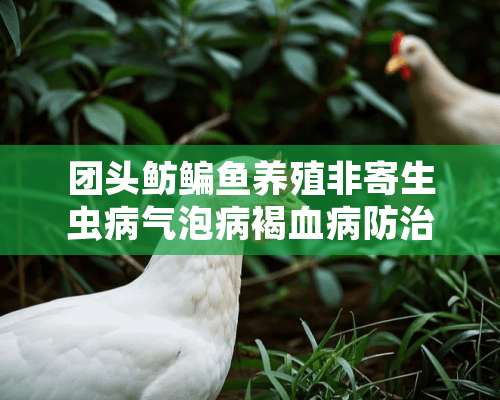 团头鲂鳊鱼养殖非寄生虫病气泡病褐血病防治技术