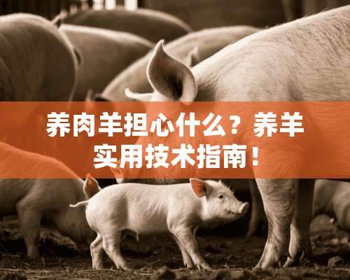 养肉羊担心什么？养羊实用技术指南！