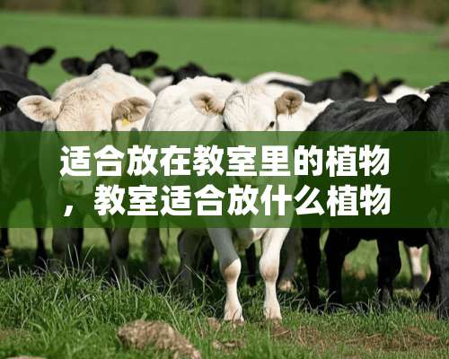 适合放在教室里的植物，教室适合放什么植物？